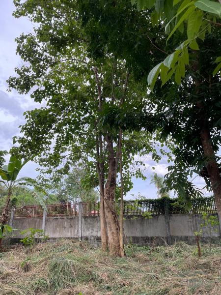 Residential Lot for sale in Dumaguete