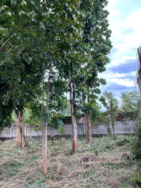 Residential Lot for sale in Dumaguete - image 8