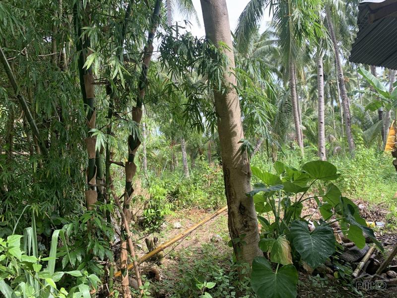 Residential Lot for sale in Dauin - image 12