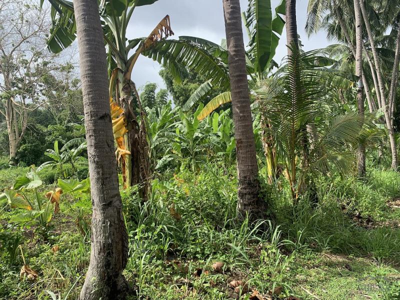 Residential Lot for sale in Dauin - image 14