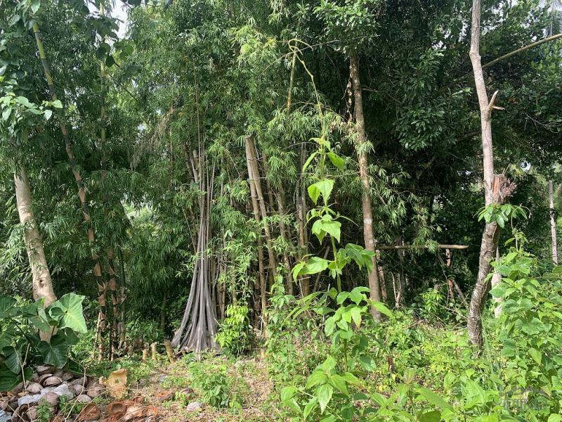 Residential Lot for sale in Dauin - image 15