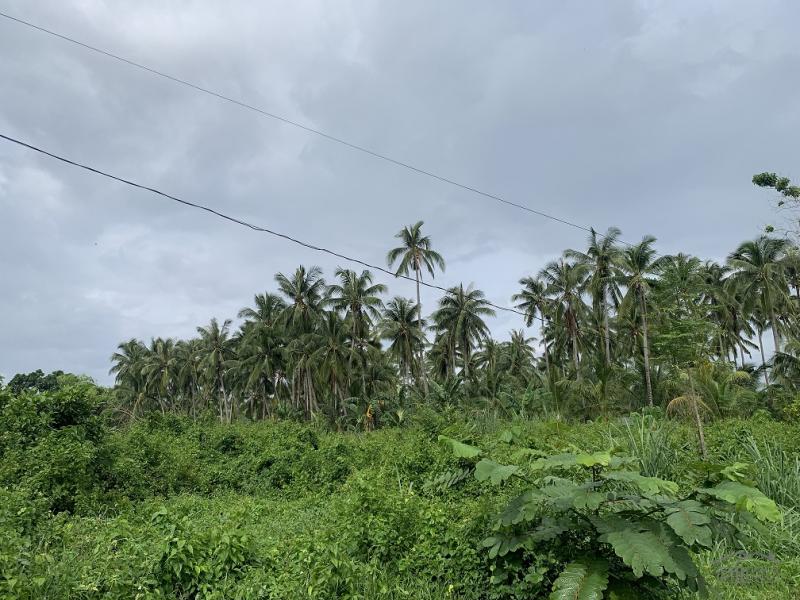 Residential Lot for sale in Dauin - image 4