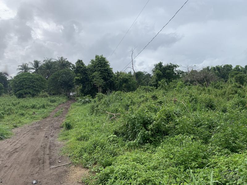 Residential Lot for sale in Dauin - image 9
