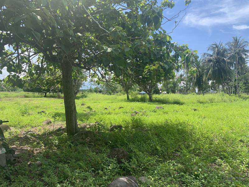 Residential Lot for sale in Zamboanguita - image 11