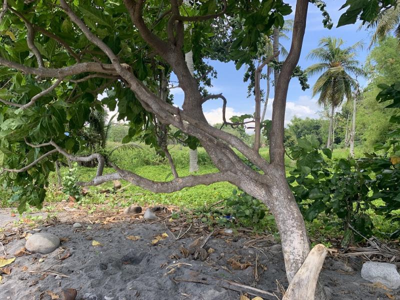 Picture of Residential Lot for sale in Zamboanguita in Negros Oriental