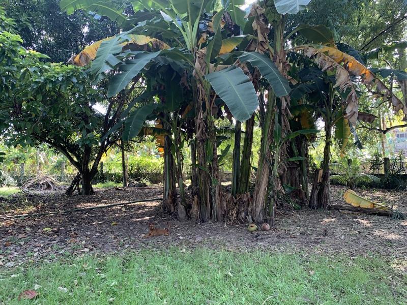 Residential Lot for sale in Dumaguete - image 14