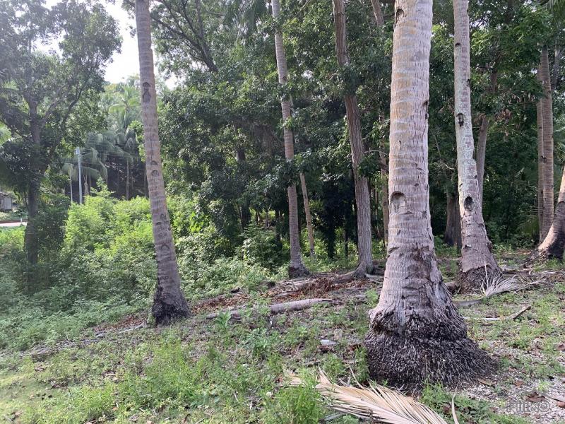 Residential Lot for sale in Maria - image 10