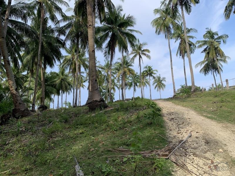 Residential Lot for sale in Maria - image 13