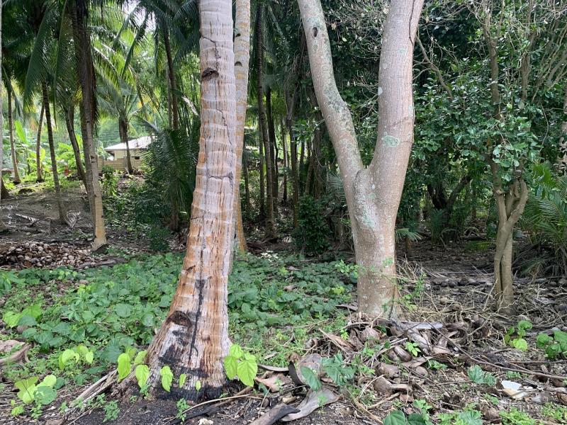 Residential Lot for sale in Maria - image 16