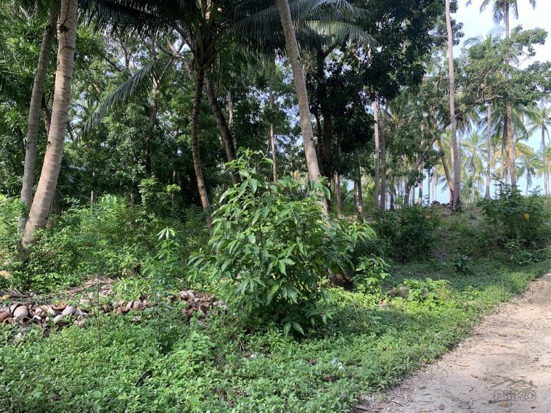 Residential Lot for sale in Maria - image 18