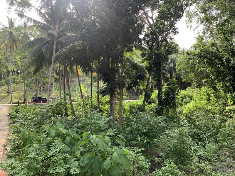 Residential Lot for sale in Maria - image 19