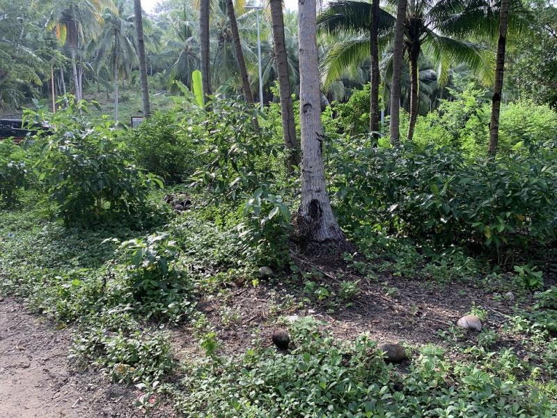 Residential Lot for sale in Maria - image 21