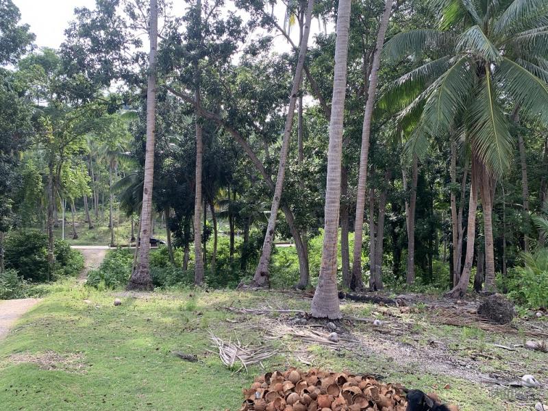 Residential Lot for sale in Maria in Siquijor - image