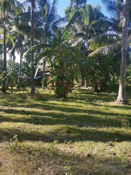 Residential Lot for sale in Dumaguete - image 22