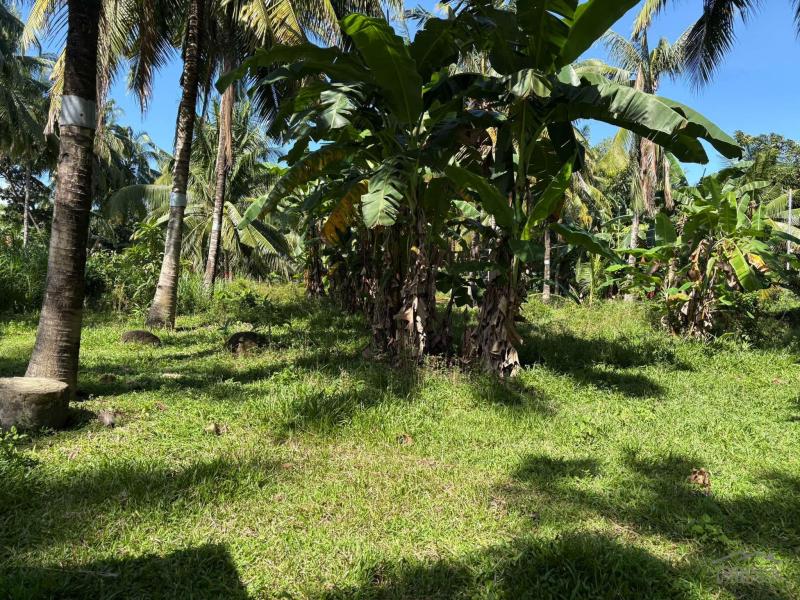 Residential Lot for sale in Dumaguete - image 4