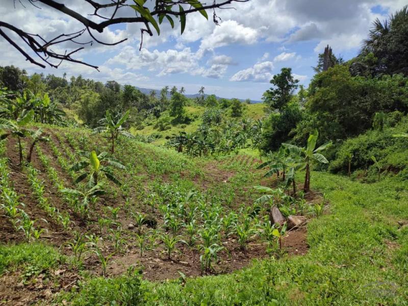 Land and Farm for sale in Santa Catalina - image 6