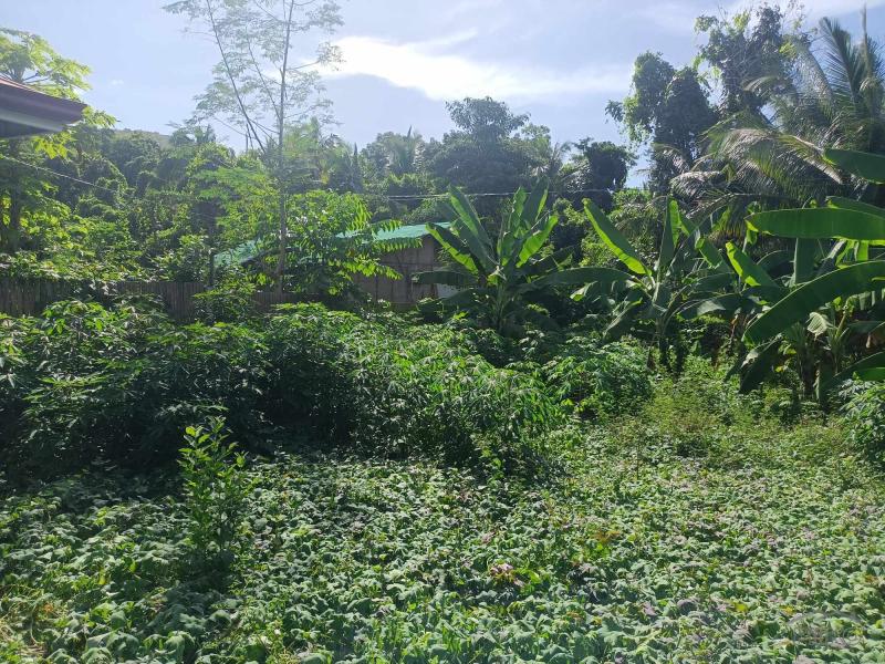 Commercial Lot for sale in Siquijor - image 13
