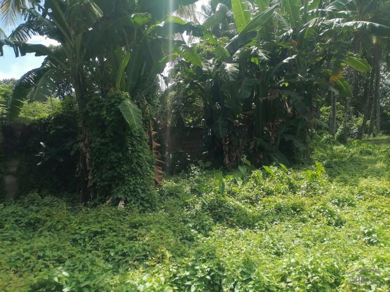Residential Lot for sale in Dumaguete - image 17