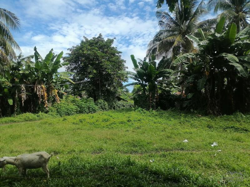 Residential Lot for sale in Dumaguete in Philippines