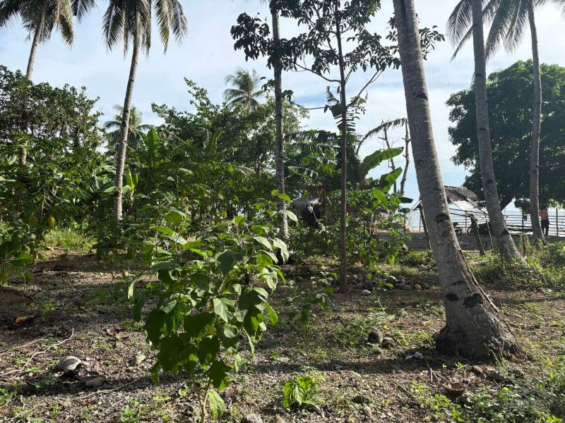 Commercial Lot for sale in Basay - image 20