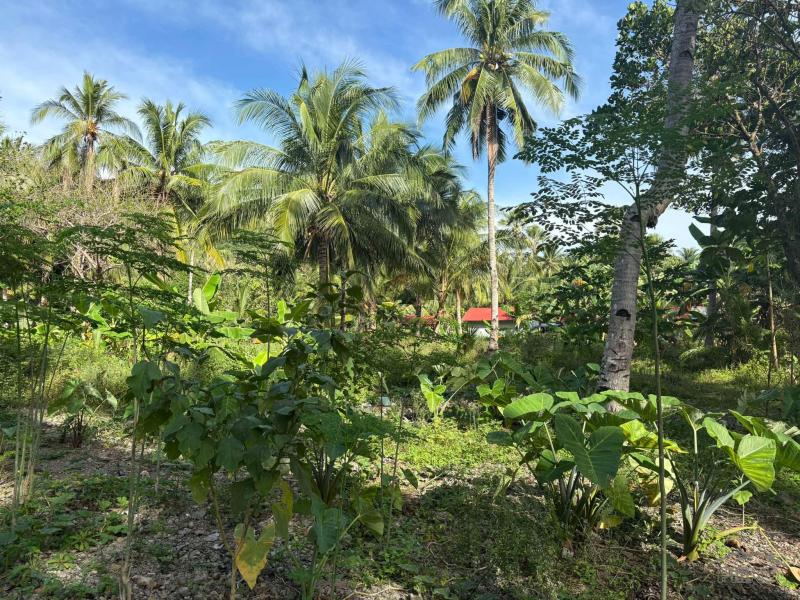 Commercial Lot for sale in Basay in Philippines