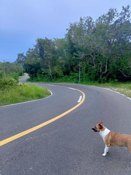 Residential Lot for sale in Maria - image 2