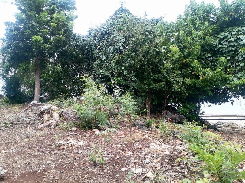 Commercial Lot for sale in Enrique Villanueva in Siquijor