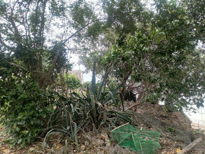Commercial Lot for sale in Enrique Villanueva in Philippines - image
