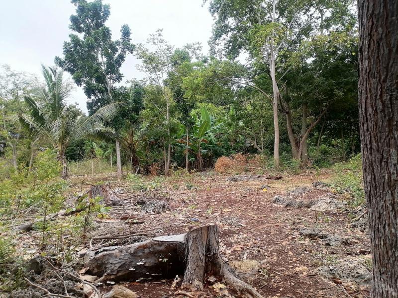 Commercial Lot for sale in Enrique Villanueva - image 9