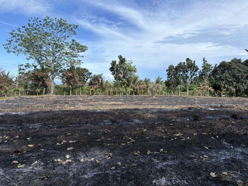 Lot for sale in Bacong - image 14