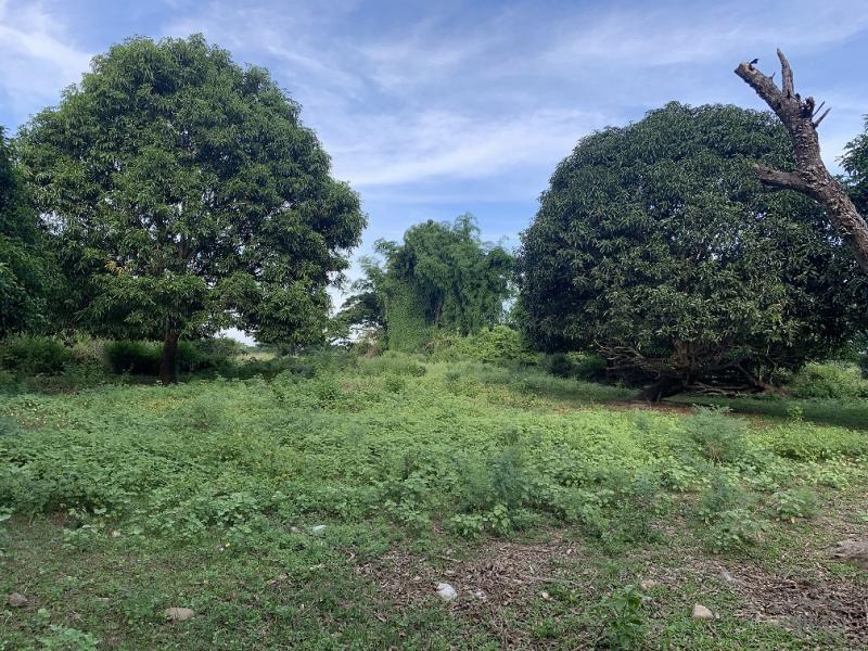 Picture of Land and Farm for sale in Sibulan