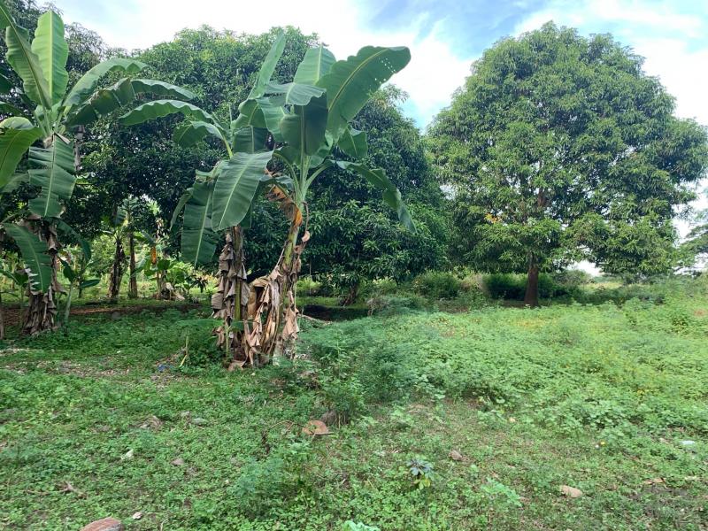 Land and Farm for sale in Sibulan in Philippines
