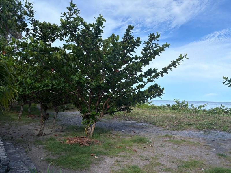 Residential Lot for sale in Zamboanguita - image 11