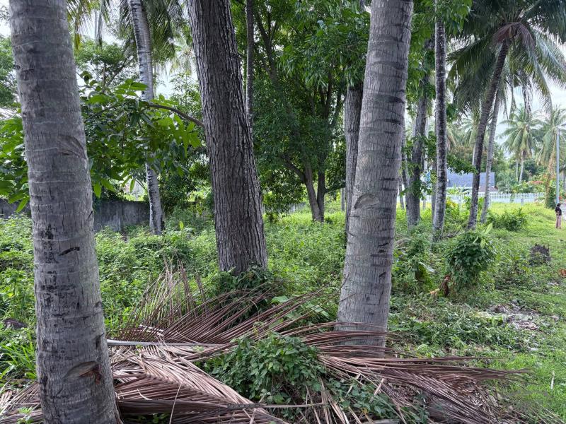 Residential Lot for sale in Zamboanguita - image 12