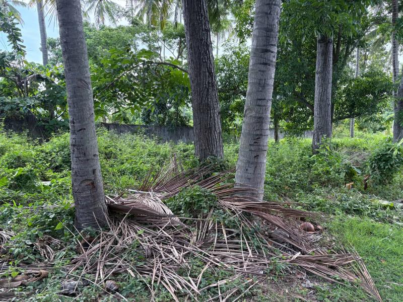Residential Lot for sale in Zamboanguita - image 21