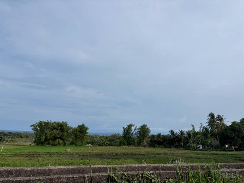 Agricultural Lot for sale in Zamboanguita - image 12