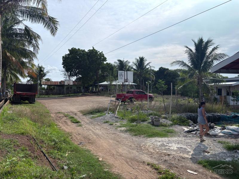 Agricultural Lot for sale in Zamboanguita - image 13