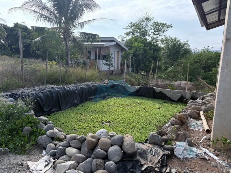 Agricultural Lot for sale in Zamboanguita - image 16