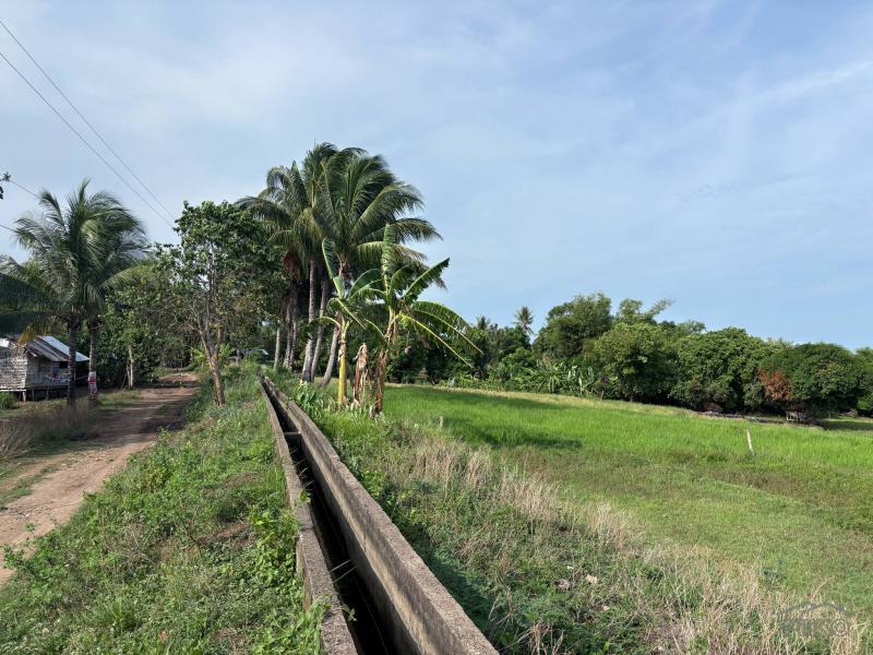 Agricultural Lot for sale in Zamboanguita in Philippines