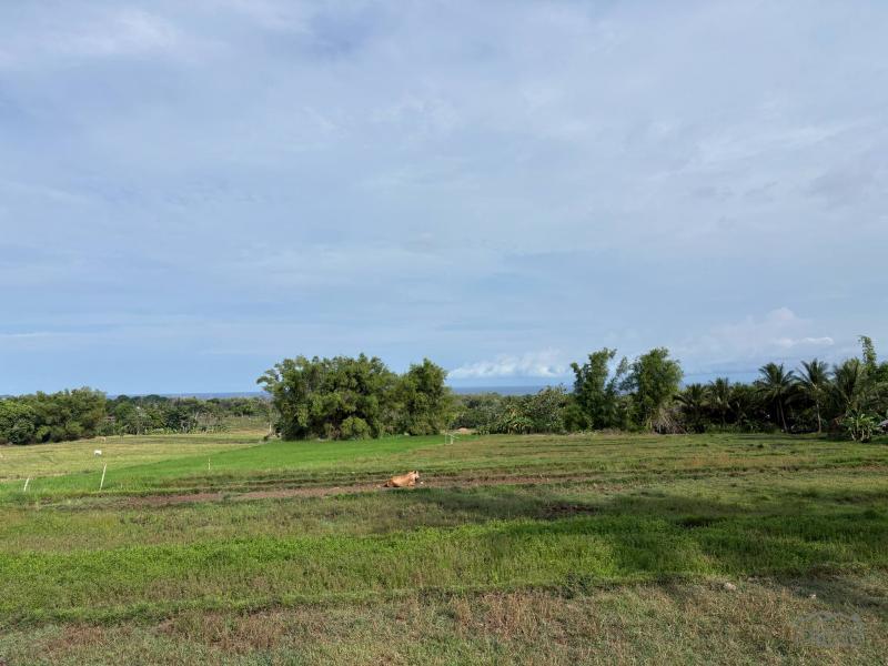 Picture of Agricultural Lot for sale in Zamboanguita in Philippines