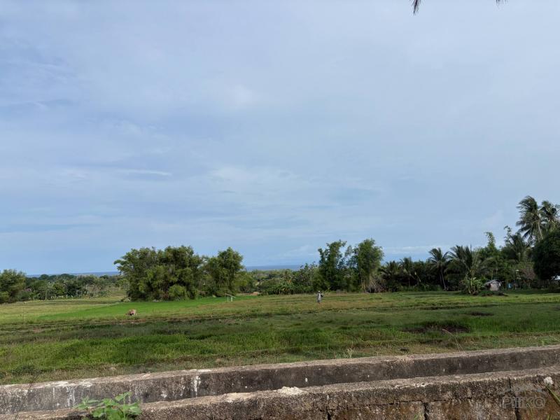 Agricultural Lot for sale in Zamboanguita - image 9