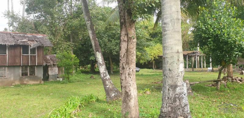 Agricultural Lot for sale in Dumaguete - image 10