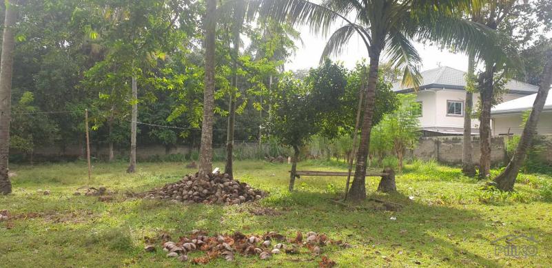 Agricultural Lot for sale in Dumaguete - image 12