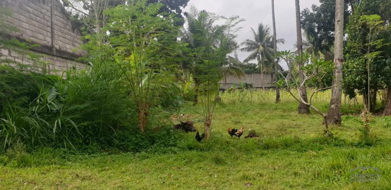 Agricultural Lot for sale in Dumaguete - image 15