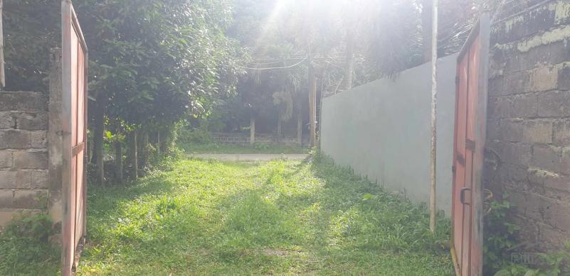 Agricultural Lot for sale in Dumaguete - image 17