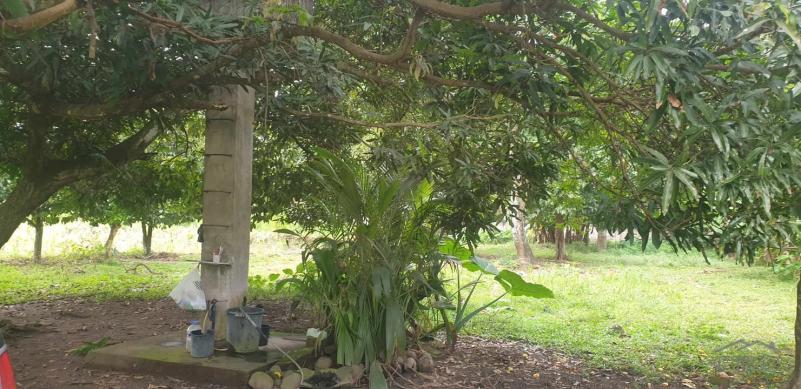 Picture of Agricultural Lot for sale in Dumaguete in Philippines