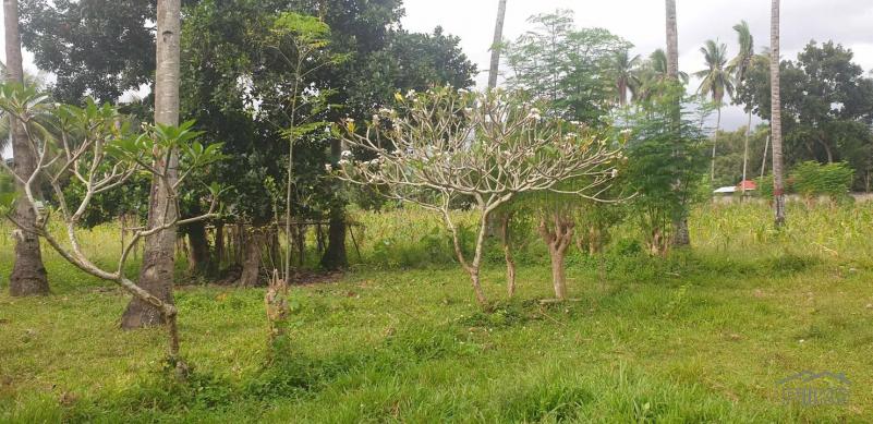 Agricultural Lot for sale in Dumaguete in Philippines - image
