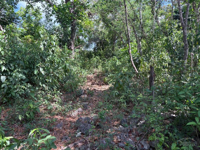 Commercial Lot for sale in Siquijor - image 10