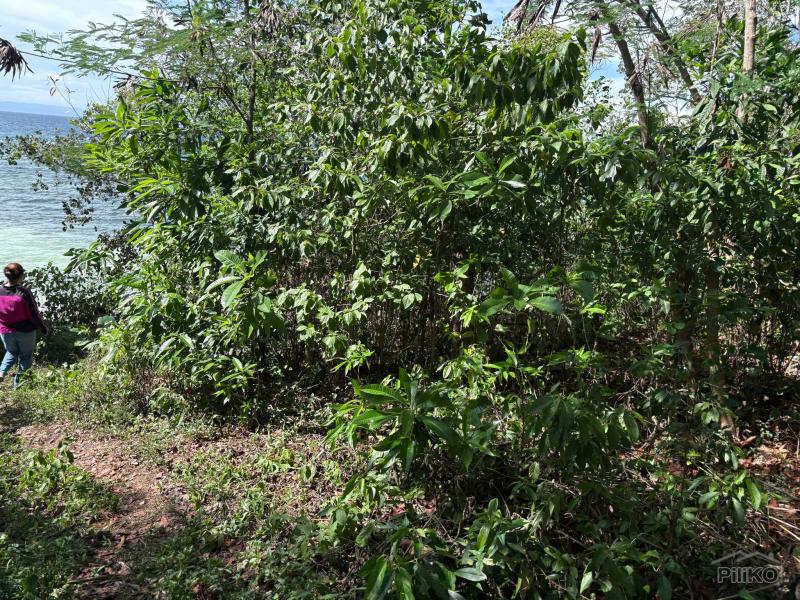 Commercial Lot for sale in Siquijor - image 4