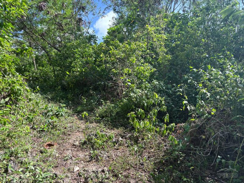 Commercial Lot for sale in Siquijor - image 6